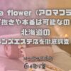 aroma flower（アロマフラワー）